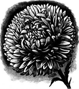 Palmetto Rose Band
